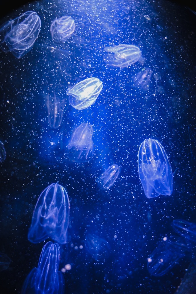 深海の光