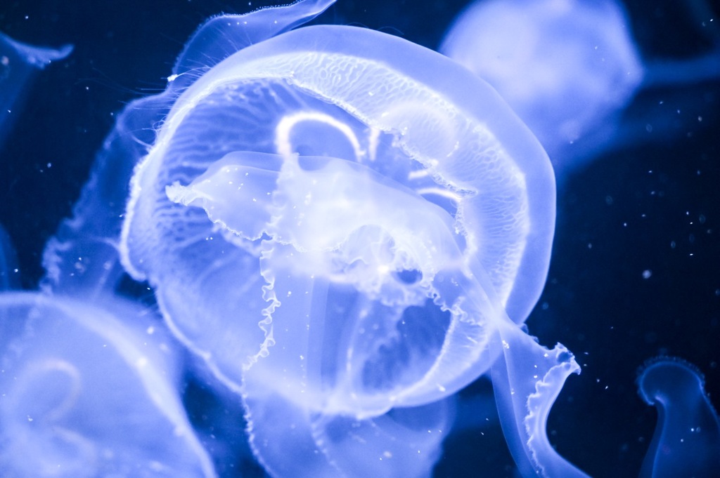 碧南水族館 プカプカ