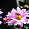 花ひろば