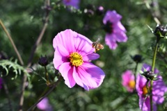 花ひろば コスモスと蜂