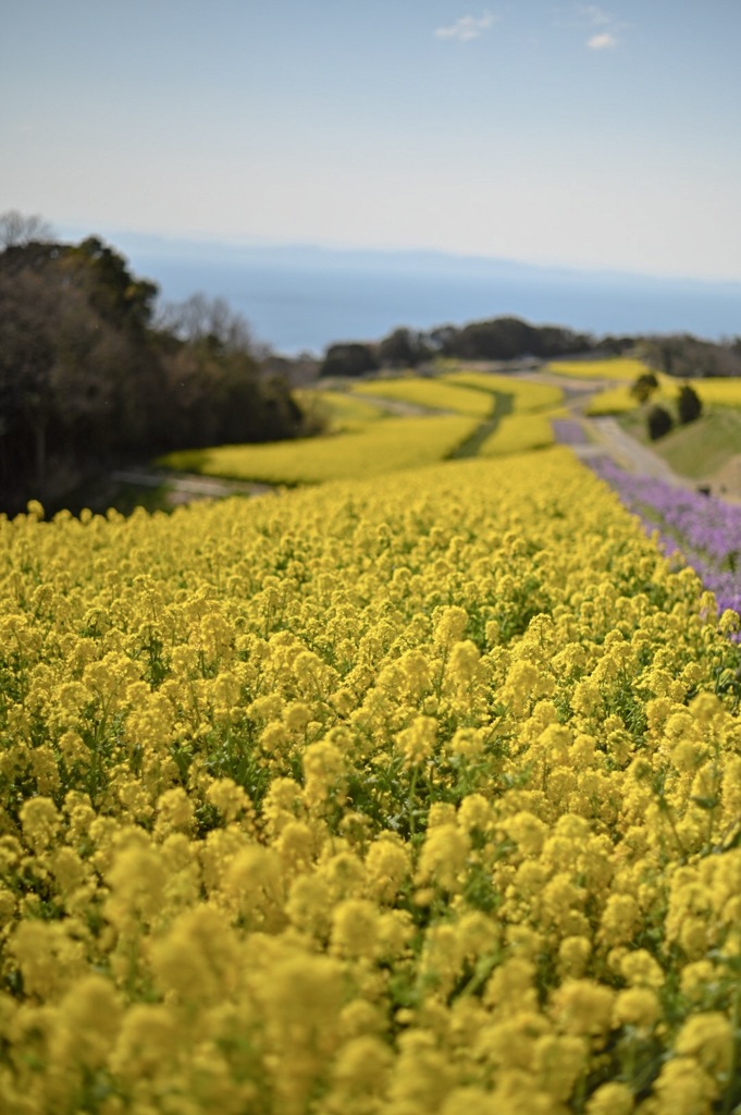 菜の花6