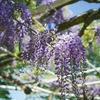 藤の花