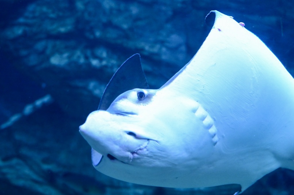 神戸 水族館