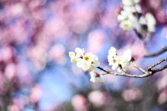 白鳥庭園 梅の花2