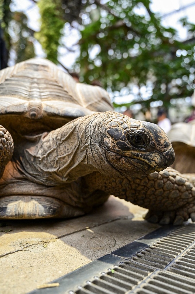 神戸 動物園 カメ