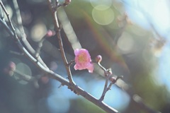 白鳥庭園 梅の花4