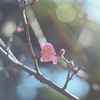 白鳥庭園 梅の花4