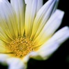 tamron90  macro