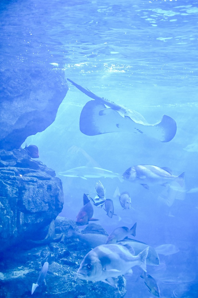 神戸 水族館