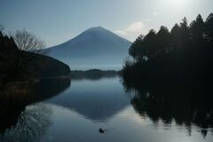 富士山と鴨