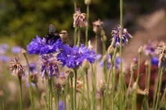 花と蜂？