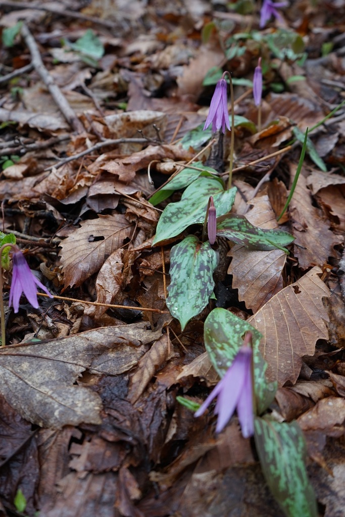 カタクリの花