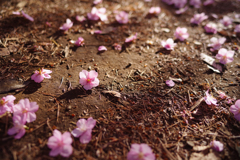 河津桜