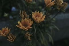 花壇の影