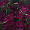春の花