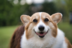 共通言語 Dogs can smile!