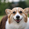 共通言語 Dogs can smile!