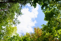 空の池　Pond in the Sky