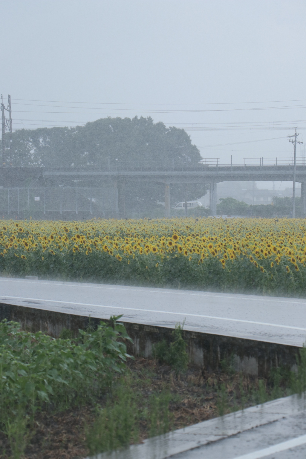 叩きつける雨