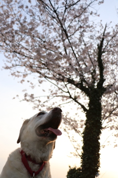 桜だよ。