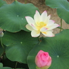 蓮