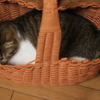 CAT IN