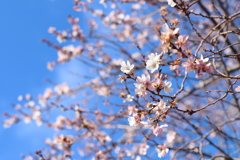 冬桜