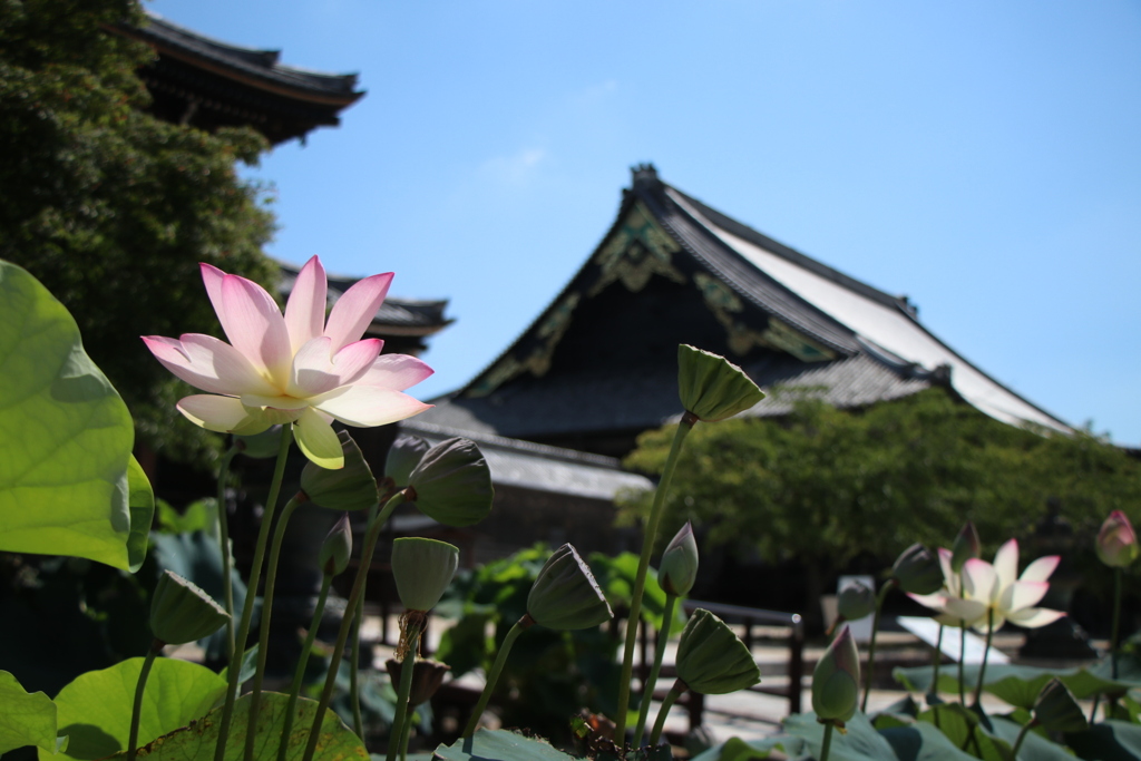 高田本山専修寺