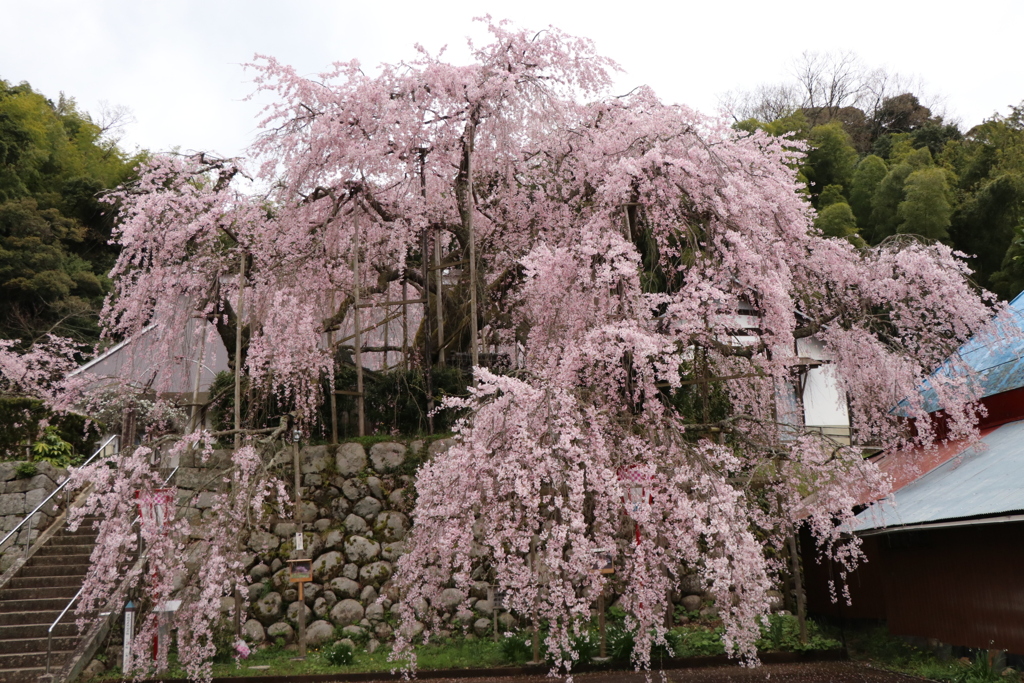 吉田の桜