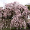 吉田の桜