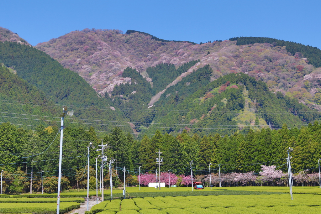 山を登る