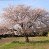 名もなき桜