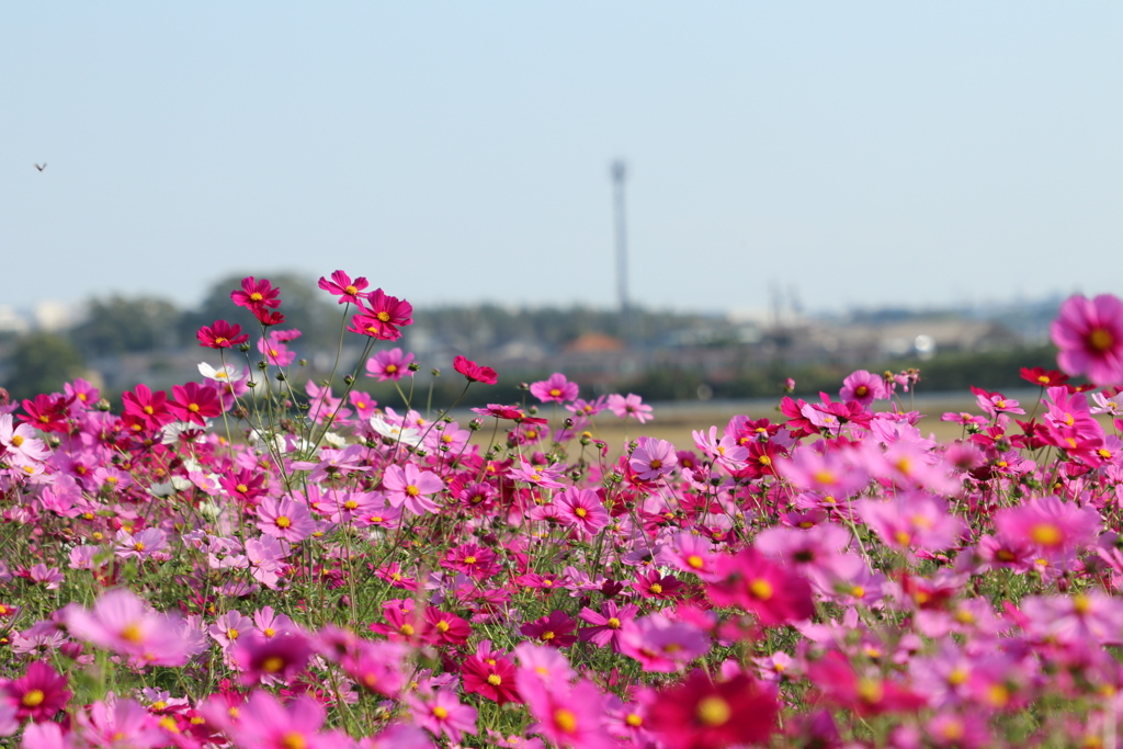 秋桜