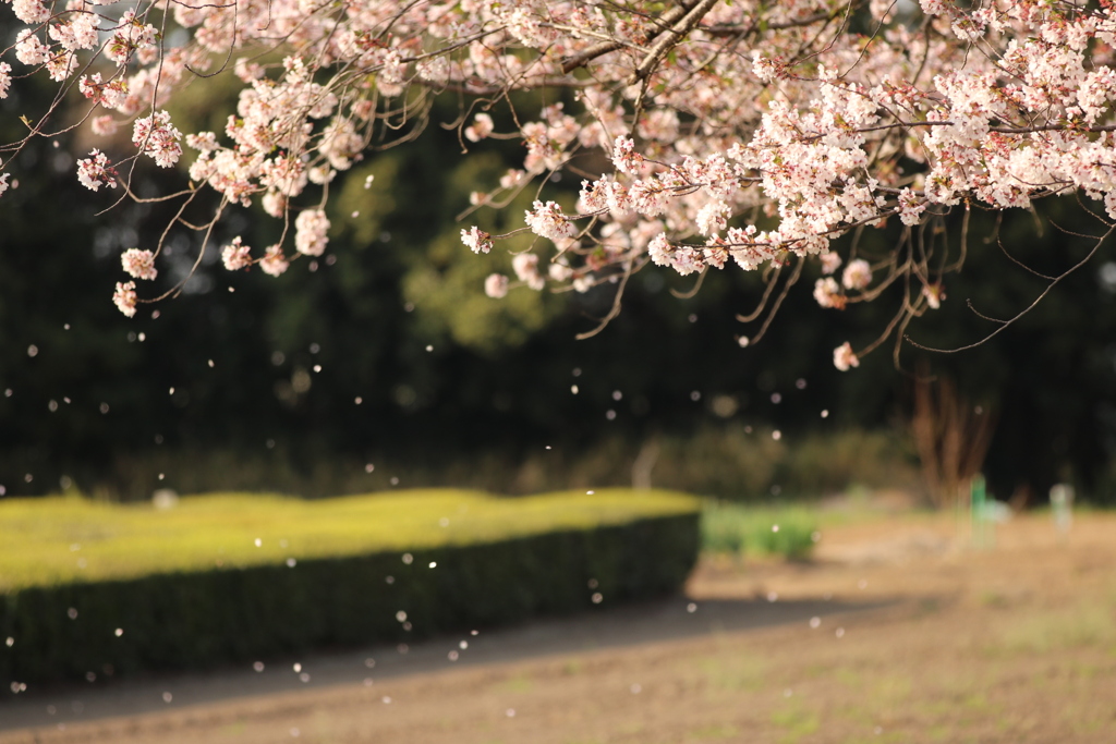 桜雪