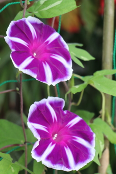 開花