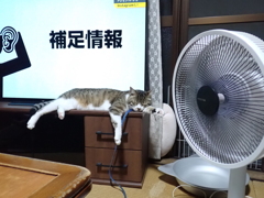 猛暑日