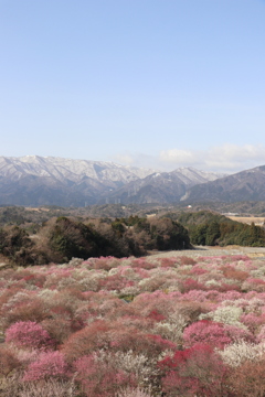 梅林公園