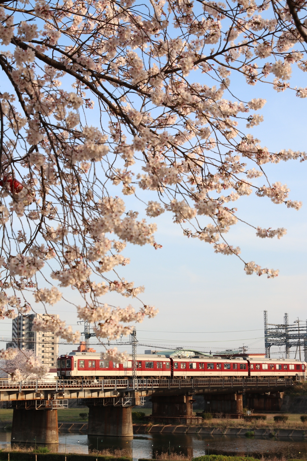海蔵川の桜並木