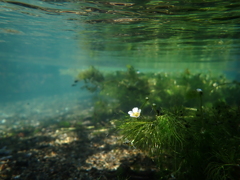 水中花