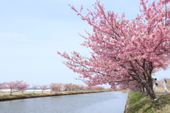 笠松河津桜ロード