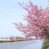 笠松河津桜ロード