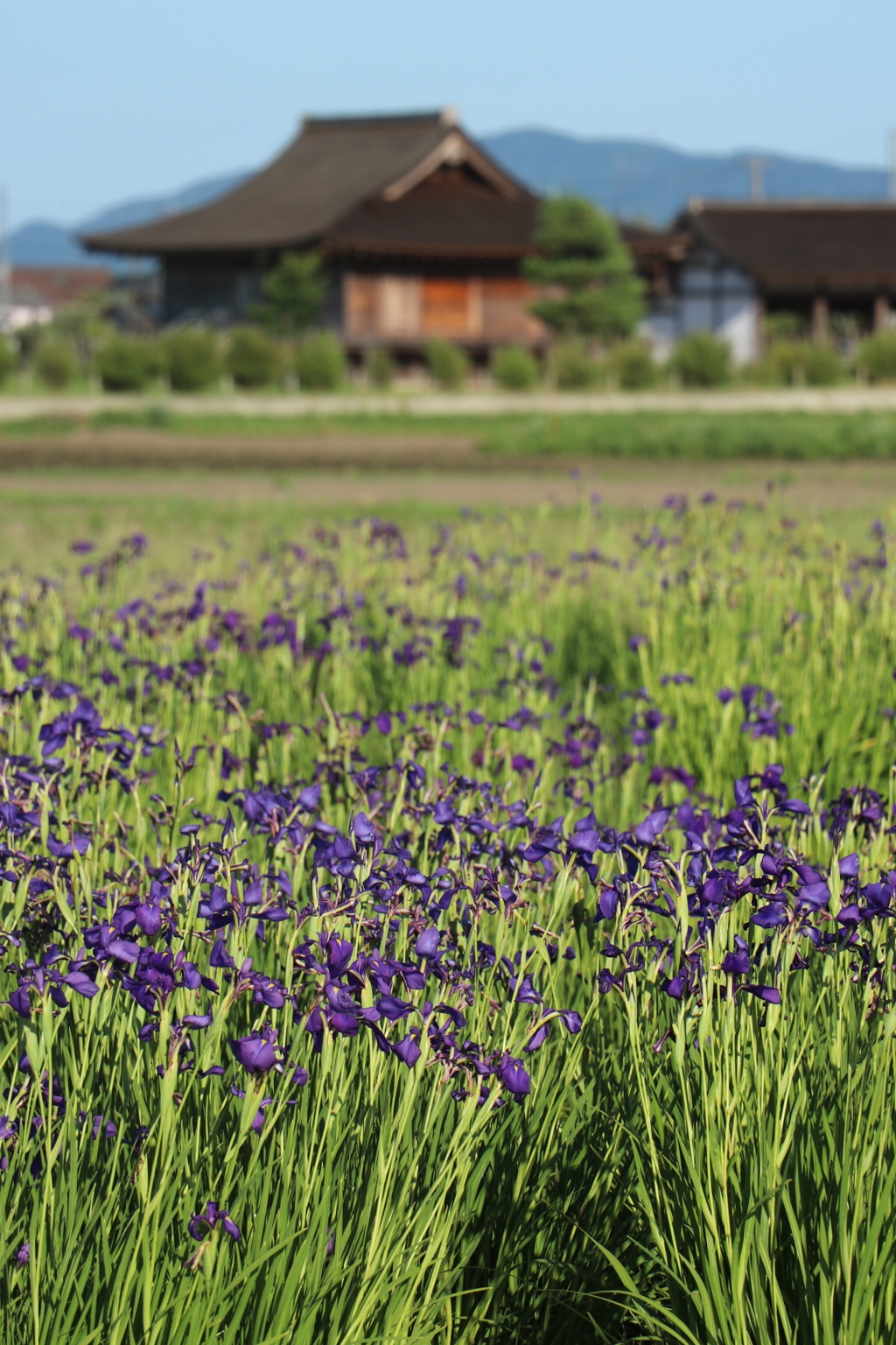 斎宮公園