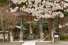 高麗神社の桜 02