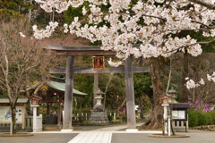 高麗神社の桜 02