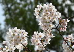 桜　満開