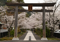 高麗神社の桜 01