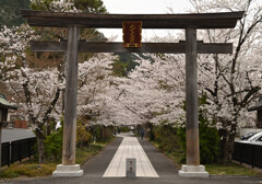 高麗神社の桜 01