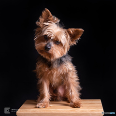 Tzitzy- Yorkshire Terrier