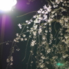 もうすぐ満開？