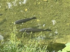 浮いているよう